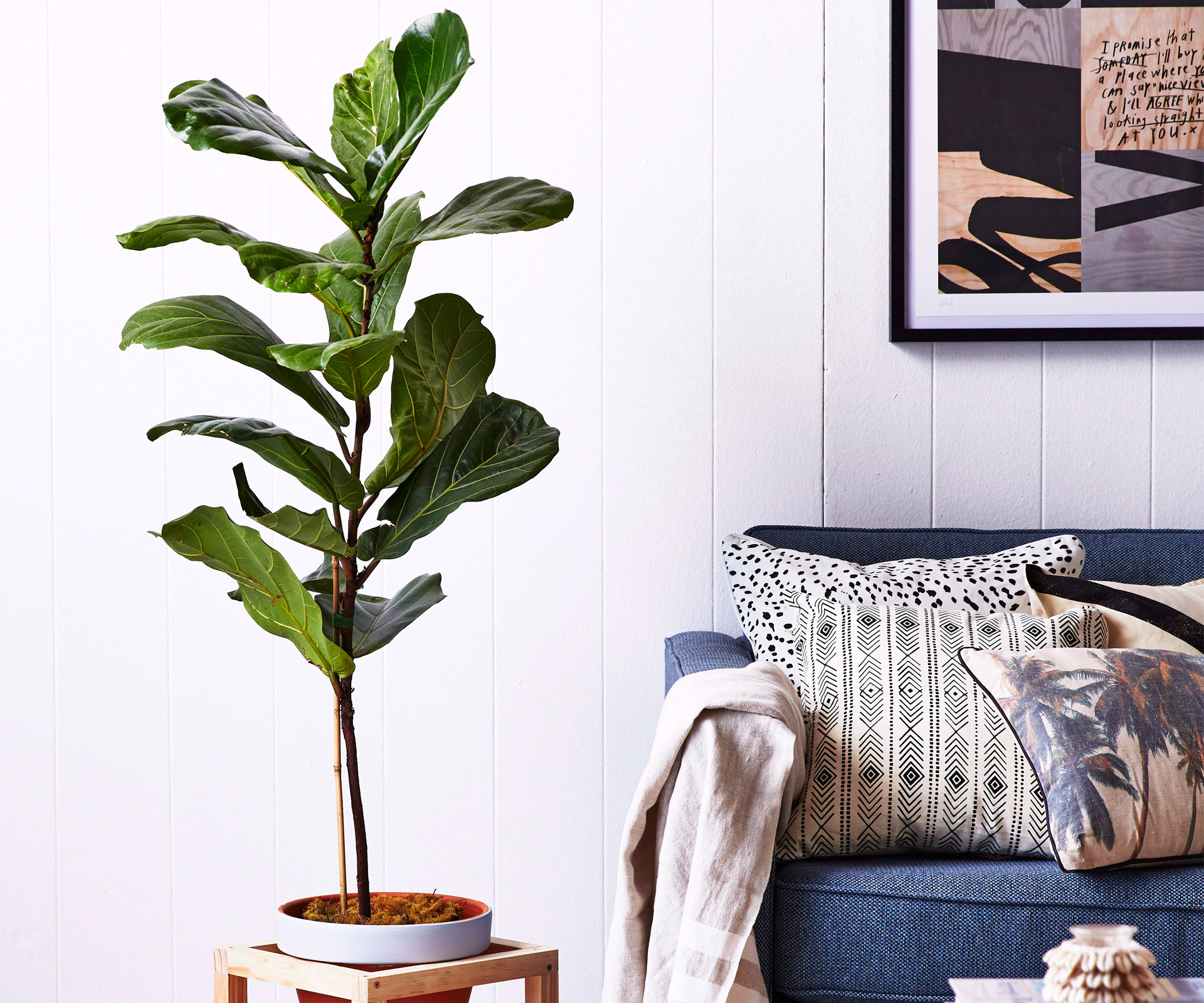 Top 10 indoor plants to choose for a busy household