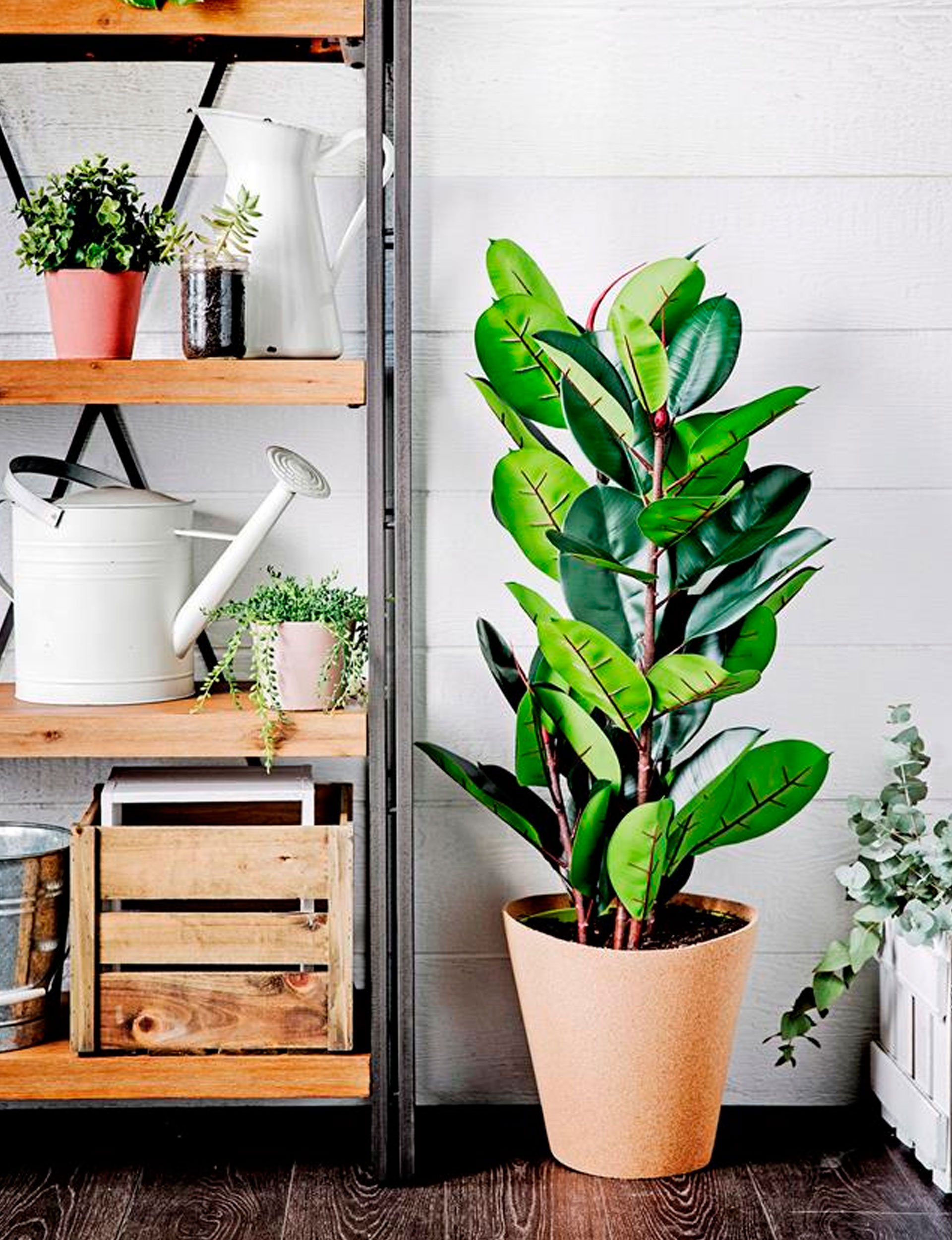 Here's why you need to clean your indoor plants regularly