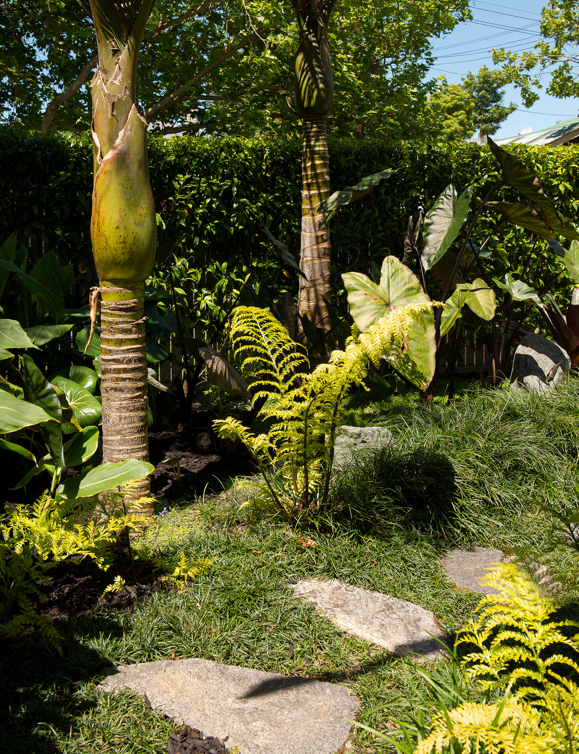 sub-tropical garden