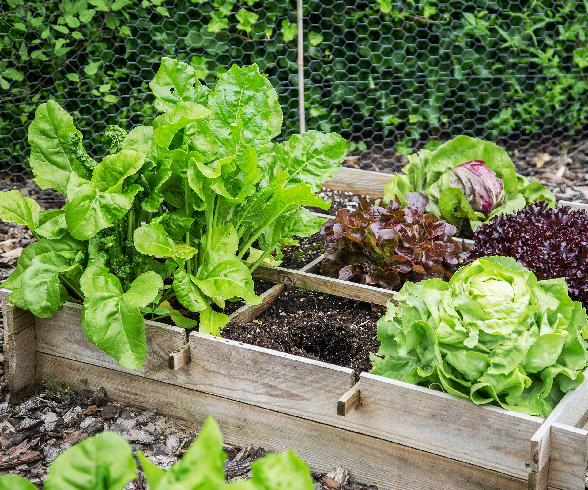 raised vegetable garden tips
